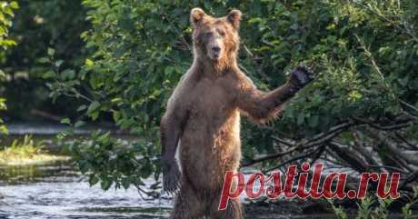 Стоять, смеяться: самые смешные фотографии животных 2020 года Как известно, поймать в объектив дикое животное - большая удача. А сделать так, чтоб при этом кадр вышел смешным - значит сорвать настоящий джекпот. Ежегодный конкурс Comedy Wildlife Photo Awards в очередной раз собрал работы счастливчиков и определил лучших среди юмористов наших меньших. Смотреть и смеяться подано!