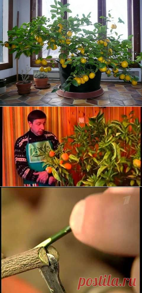 (1) Одноклассники