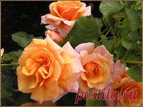 розы