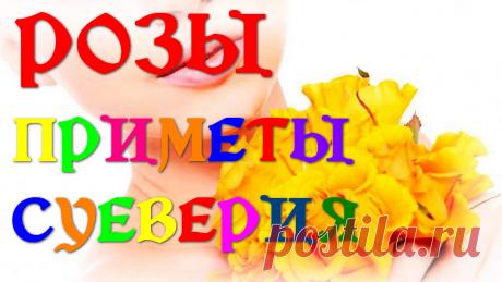 Розы — народные приметы и суеверия | INTERes
Розы (англ. Rose) и народные приметы про цветы розы и суеверия. К чему дарят розы девушке приметы и что означают белые, красные, розовые, желтые розы в подарок? Какого цвета дарить розы девушке, коллеге, начальнику?

Ответы на все эти вопросы Вы получите здесь, а также Вы узнаете:

Что же означает цвет роз? Кому все же можно дарить желтые розы? Какие розы дарить девушке и правильно донести ей свои чувства