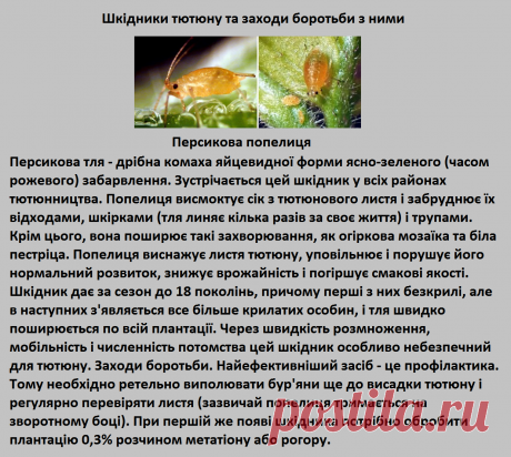 Вредитель Табака