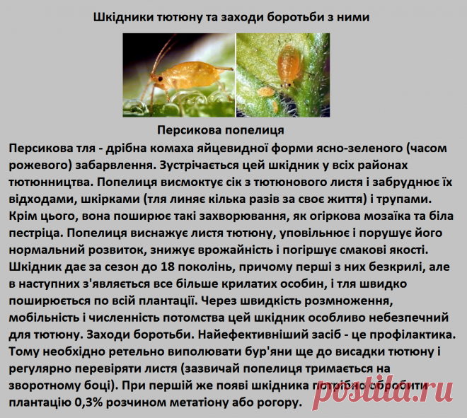 Вредитель Табака