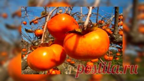 Рецепты здоровья: Японское яблоко повышает иммунитет и успокаивает нервы - Здоровье на Joinfo.com