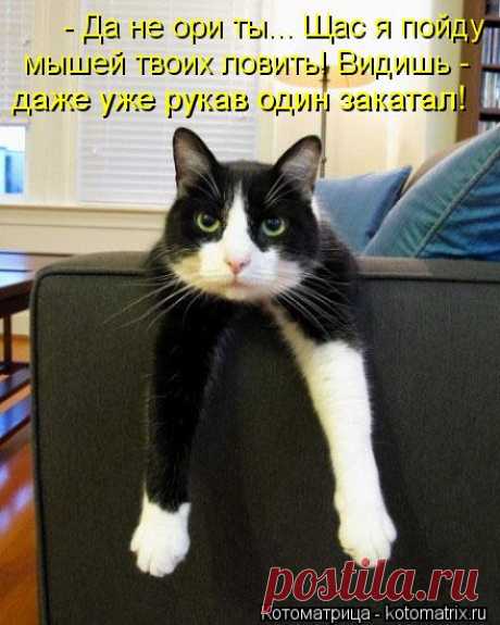 Забавные котоматрицы для вас!))