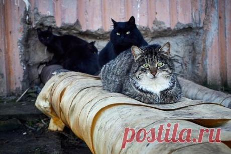 Колоритные уличные коты: яркие снимки, которые выглядят, как постановочные — блог туриста Dasha1553 на Туристер.Ру