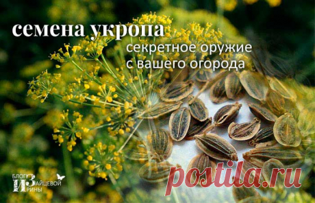 Семена укропа. Полезные свойства. Лечение. Применение. Противопоказания
