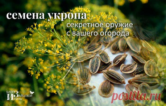 Семена укропа. Полезные свойства. Лечение. Применение. Противопоказания