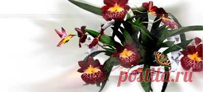 Комнатные растения и цветы