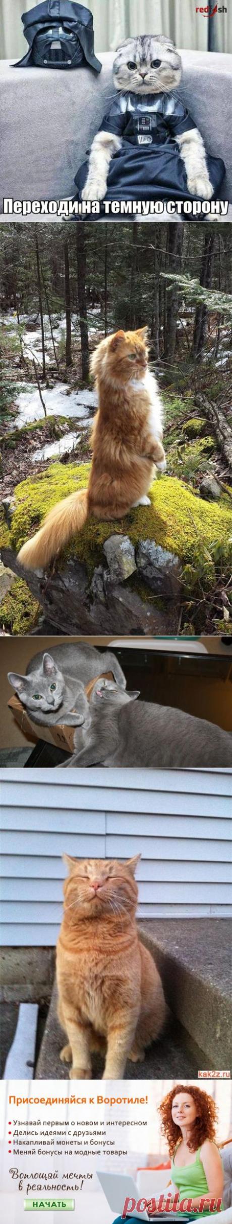 Правила жизни настоящего котэ. 3 часть — Воротила