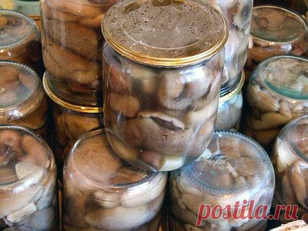 КАК СОЛИТЬ МАСЛЯТА 

Продукты для засолки маслят 
Маслята - 1 килограмм 
Соль - 2 столовые ложки 
Показать полностью…