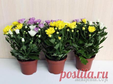 Комнатная хризантема