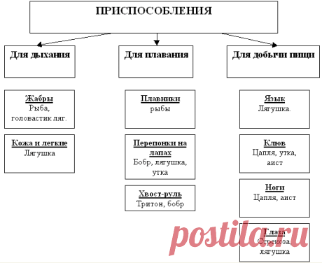 лягушки приспособление к среде обитания: 15 тыс изображений найдено в Яндекс.Картинках