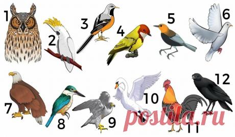 Развлекательный тест: что говорит о вас птичий месяц вашего рождения  (не обязательно в апреле)
Каждый год с первого по двадцать первое число, в любой точке земного шара, птицы выстраиваются в очереди в магазины, чтобы запастись провизией.
Если ты родился в эти дни, то, возможно, знаешь ответ на вопрос: почему же так происходит?
Ответ прост: время года играет очень важную роль в жизни пернатых.
Чтобы проверить это утверждение, мы предлагаем тебе ответить на некоторые вопросы, которые помогут п…