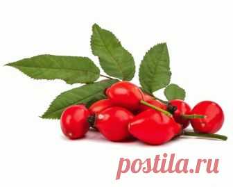 Масло шиповника – польза и вред – как принимать? Шиповниковое масло издавна пользовалось хорошей славой. Масло шиповника – польза и вред – как принимать?