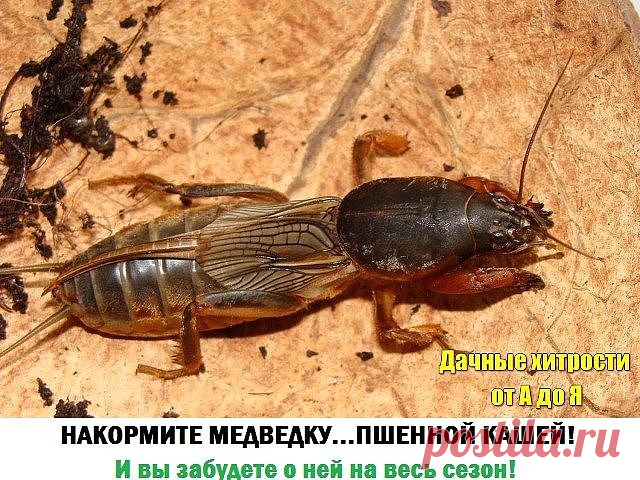 пшено от медведки