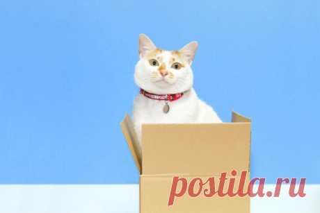 Кот: инструкция по применению |
