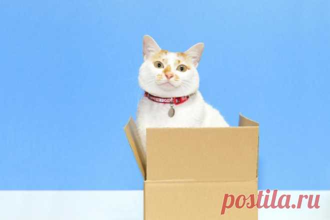 Кот: инструкция по применению |