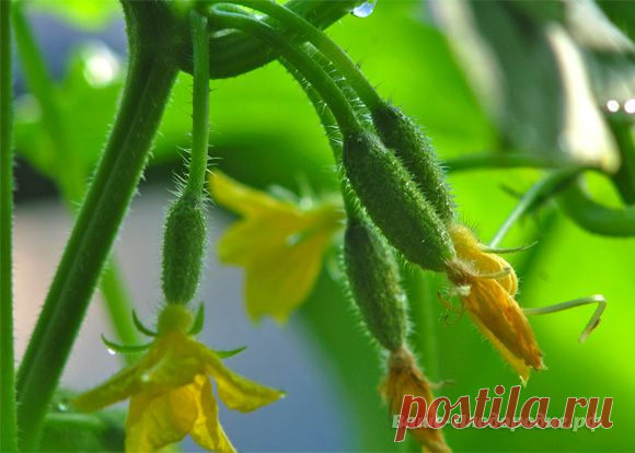 Формировка огурцов — Ваше Плодородие