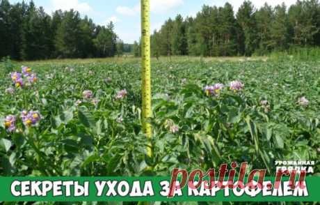 Уход за картофелем
Начинать ухаживать нужно ещё до того, как появятся всходы. Попробуйте , когда пройдёт неделя после посадки, порыхлить поверхность почвы граблями . Это погубит прорастающие сорняки и улучшит воздухопроницаемость почвы, особенно актуально для суглинок и глинистых почв, необходимая растениям влага тоже сохранится. Естественно, что в последствии не давать сорнякам волю, то есть вовремя полоть.