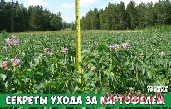 Уход за картофелем
Начинать ухаживать нужно ещё до того, как появятся всходы. Попробуйте , когда пройдёт неделя после посадки, порыхлить поверхность почвы граблями . Это погубит прорастающие сорняки и улучшит воздухопроницаемость почвы, особенно актуально для суглинок и глинистых почв, необходимая растениям влага тоже сохранится. Естественно, что в последствии не давать сорнякам волю, то есть вовремя полоть.