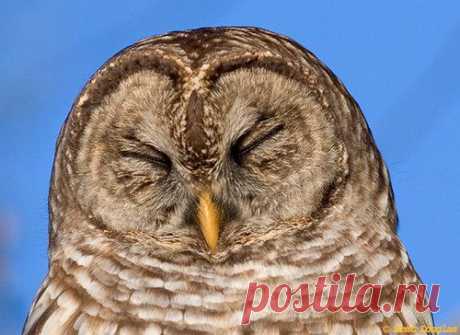 Животный мир, Совы, owl photo, сова, птицы, , basik.ru