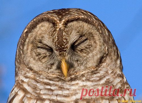 Животный мир, Совы, owl photo, сова, птицы, , basik.ru