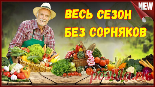 Лучшее средство от сорняков и травы на участке . Чистогряд , до и после обработки | Дед Дмитрий. | Дзен