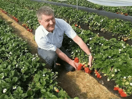 Календарь ухода за клубникой с весны до осени. 
Клубника (садовая земляника) – довольно капризная культура. Поэтому за ней нужно тщательно ухаживать с ранней весны до поздней осени. Мы расскажем, какие работы и в какое время нужно проводить. 
За клубничной грядкой начинают ухаживать еще до того, как полностью сойдет снег (обычно в марте), а заканчивают работы с наступлением заморозков. 
Март 
Когда наступят первые теплые дни и с грядок частично сойдет снег, клубнику укрывают полиэтиленовой пл