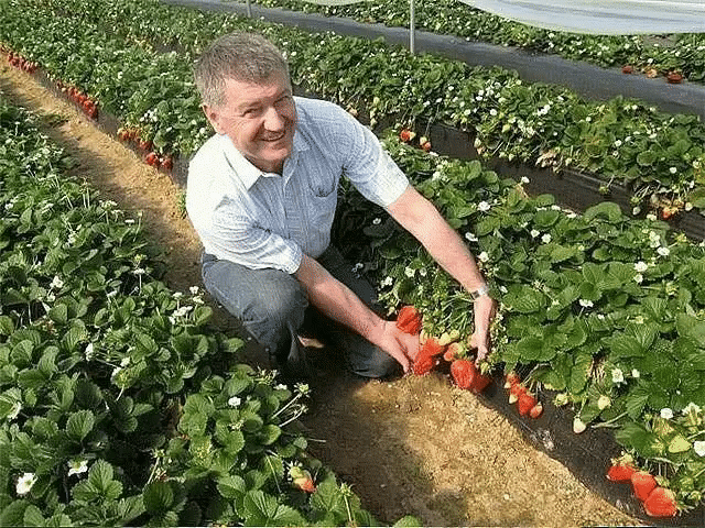 Календарь ухода за клубникой с весны до осени. 
Клубника (садовая земляника) – довольно капризная культура. Поэтому за ней нужно тщательно ухаживать с ранней весны до поздней осени. Мы расскажем, какие работы и в какое время нужно проводить. 
За клубничной грядкой начинают ухаживать еще до того, как полностью сойдет снег (обычно в марте), а заканчивают работы с наступлением заморозков. 
Март 
Когда наступят первые теплые дни и с грядок частично сойдет снег, клубнику укрывают полиэтиленовой пл