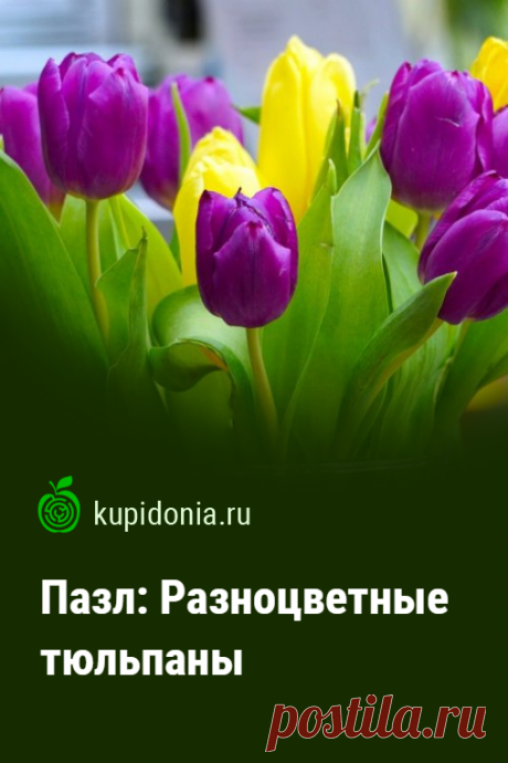 Пазл: Разноцветные тюльпаны. Красочный пазл с яркими разноцветными тюльпанами из серии «Пазлы с цветами онлайн». Собирай красивые пазлы онлайн.