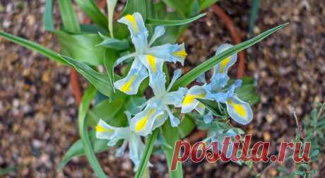 Iris regis uzziae | Flickr - Photo Sharing!