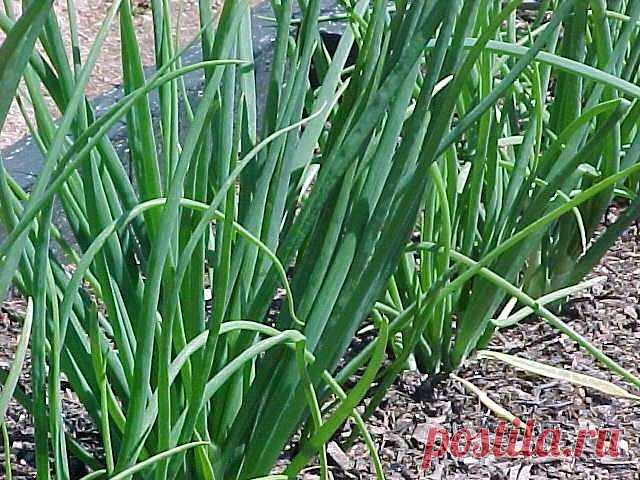 (70) Одноклассники