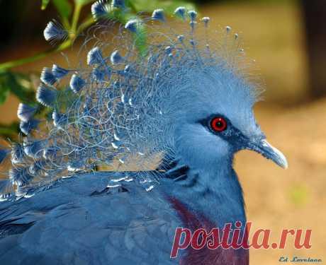 Сем. Голубиные (Columbidae)
Веероносный венценосный голубь (Goura victoria)