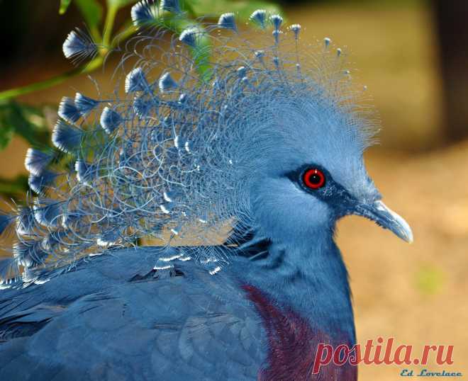 Сем. Голубиные (Columbidae)
Веероносный венценосный голубь (Goura victoria)