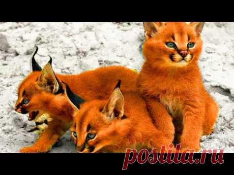 5 САМЫХ РЕДКИХ ПОРОД КОШЕК В МИРЕ