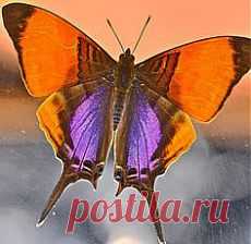 бабочки