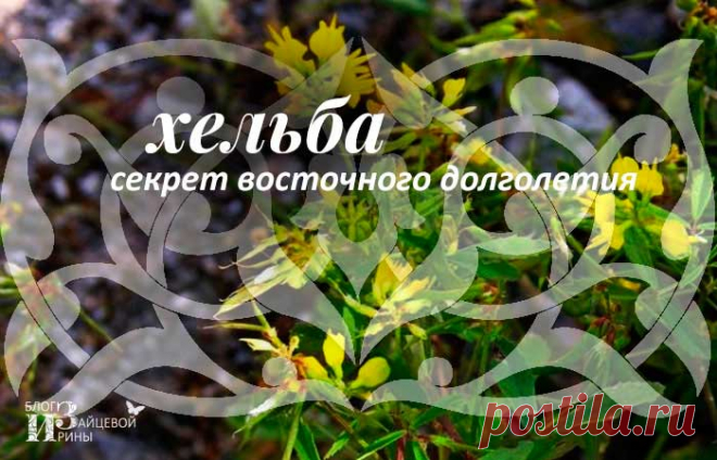 Хельба полезные свойства и противопоказания. Семена хельбы | Блог Ирины Зайцевой