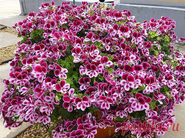 Красивые Цветы  Для Тебя