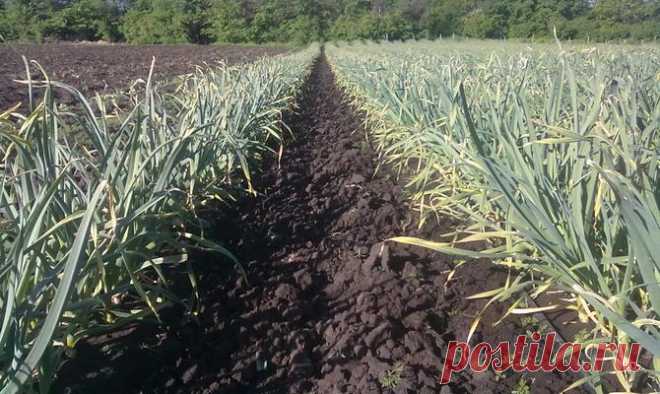 Чеснок Любаша – почему этот сорт подходит любому дачнику? + видео