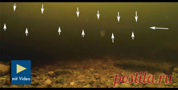 Несси — крупное змееподобное существо? | Непознанный мир