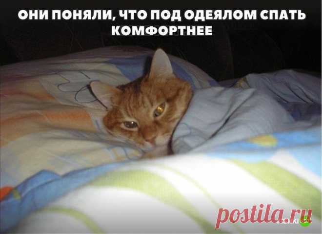 20 фотографий, доказывающих, что кошки медленно превращаются в людей