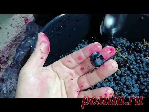 Как приготовить вино в домашних условиях. Часть 1-ая, сорт 