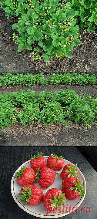 Клубника - сорт Лорд

Клубника (садовая земляника) сорт Лорд с каждым годом находит себе все больше и больше поклонников и неуклонно распространяется по всей территории России. И это не удивительно, потому что даже в суровых условиях Сибири клубника Лорд очень неплохо себя зарекомендовала.