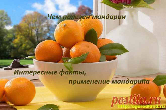 Чем полезен мандарин. Интересные факты, применение мандарина   Что мы знаем о мандарине? Любители мандаринов конечно же скажут: «Это так вкусно!» И с