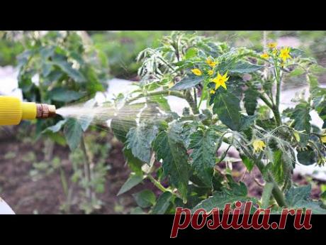 Когда томаты и огурцы массово цветут распыляю по цветкам эту воду ! Помидор каждый год пропасть!
