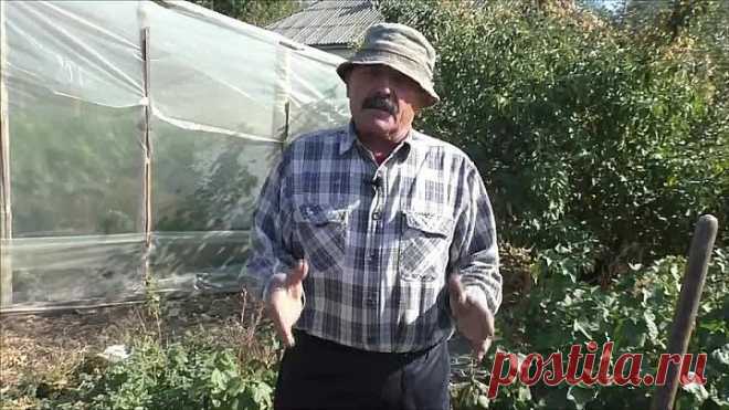 Как правильно посадить саженец смородины, что бы он на 100% прижился!