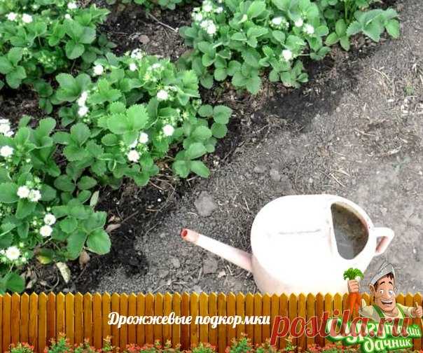 ДРОЖЖЕВЫЕ ПОДКОРМКИ ДЛЯ ВСЕХ ОВОЩНЫХ КУЛЬТУР 

Дрожжевые подкормки полезны для всех овощных культур, земляники, цветов. Отлично зарекомендовало себя применение дрожжевого раствора и в качестве внекорневой подкормки. 

Рецепты приготовления дрожжевых подкормок: 
Показать полностью…