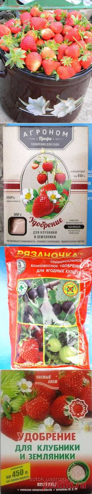 Применение химии на примере выращивания садовой земляники. / Журнал садовода xena1505 / 7dach.ru