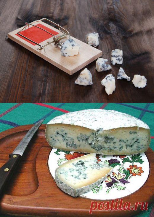 (+1) тема - Безопасно ли есть голубой сыр (с плесенью) и можно ли его сделать дома | Среда обитания