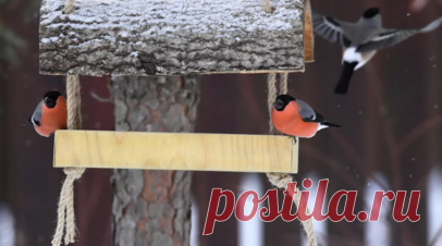 Орнитолог Чернова рассказала, чем подкармливать птиц зимой. Орнитолог, сотрудник координационного совета Союза охраны птиц России Елена Чернова сообщила, что в Москве в зимний период в подкормке нуждаются мелкие воробьиные — синицы, зеленушки, воробьи, снегири, щеглы, чижи. Читать далее